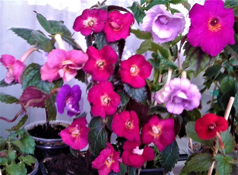  - Frumosi mei achi astazi