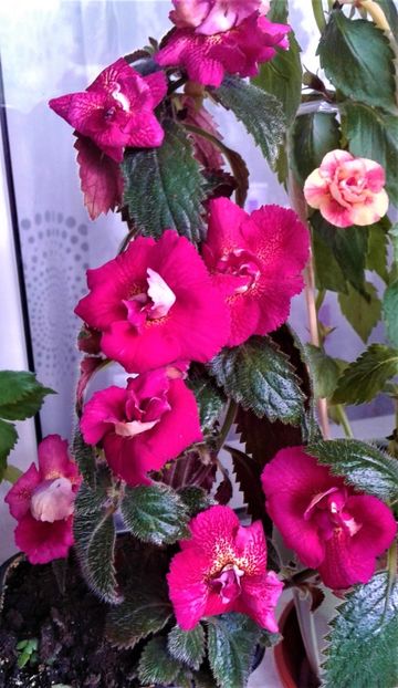  - Frumosi mei achi astazi