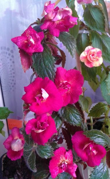  - Frumosi mei achi astazi