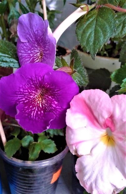  - Frumosi mei achi astazi