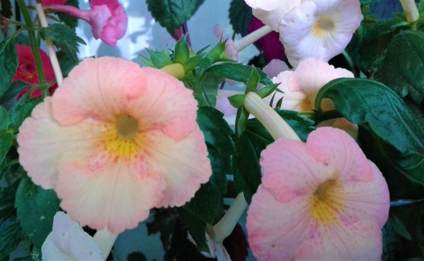  - Frumosi mei achi astazi