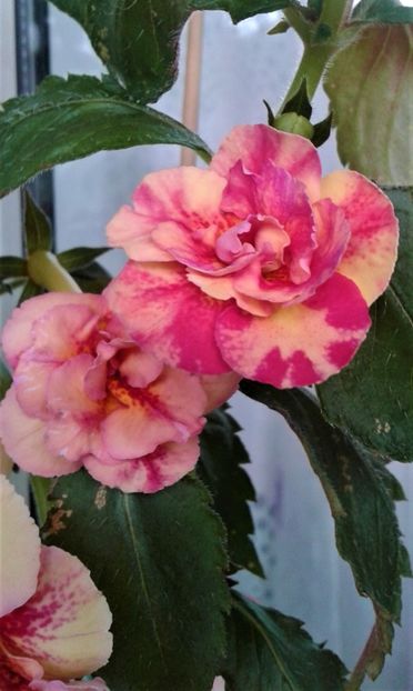  - Frumosi mei achi astazi