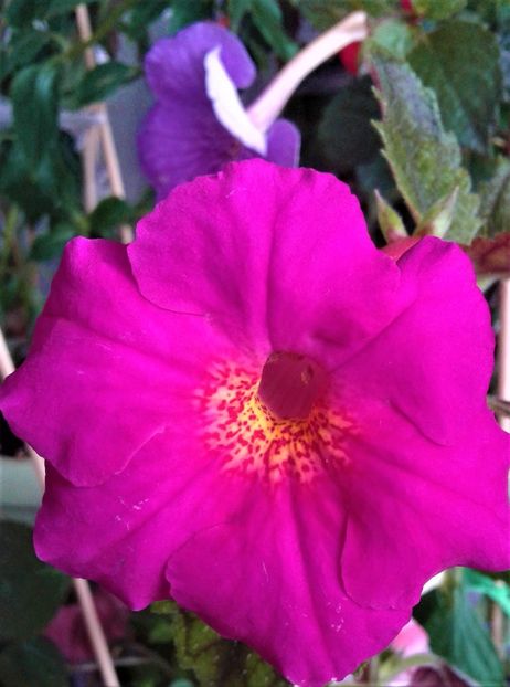  - Frumosi mei achi astazi