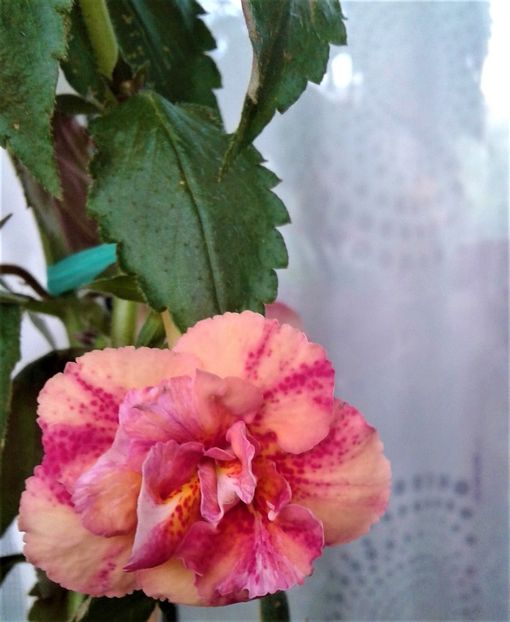  - Frumosi mei achi astazi