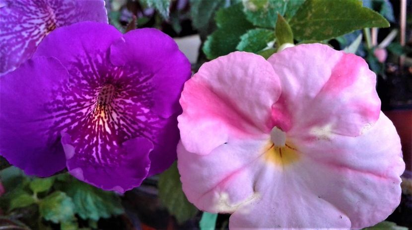  - Frumosi mei achi astazi