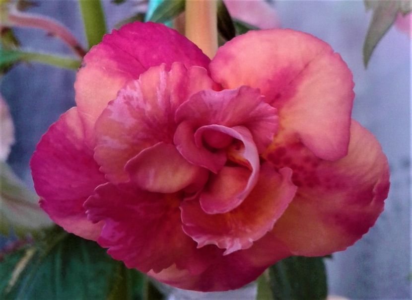  - Frumosi mei achi astazi