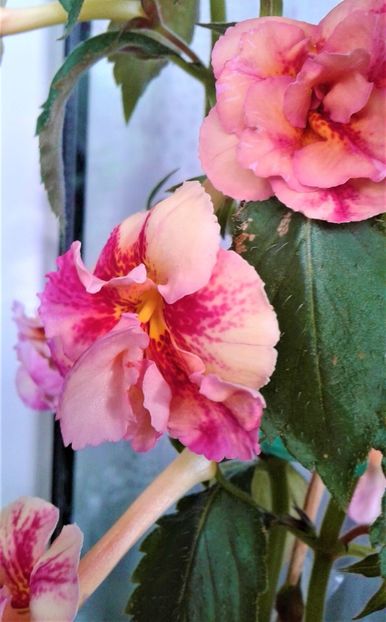  - Frumosi mei achi astazi