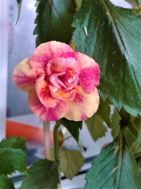  - Frumosi mei achi astazi