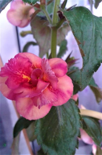  - Frumosi mei achi astazi