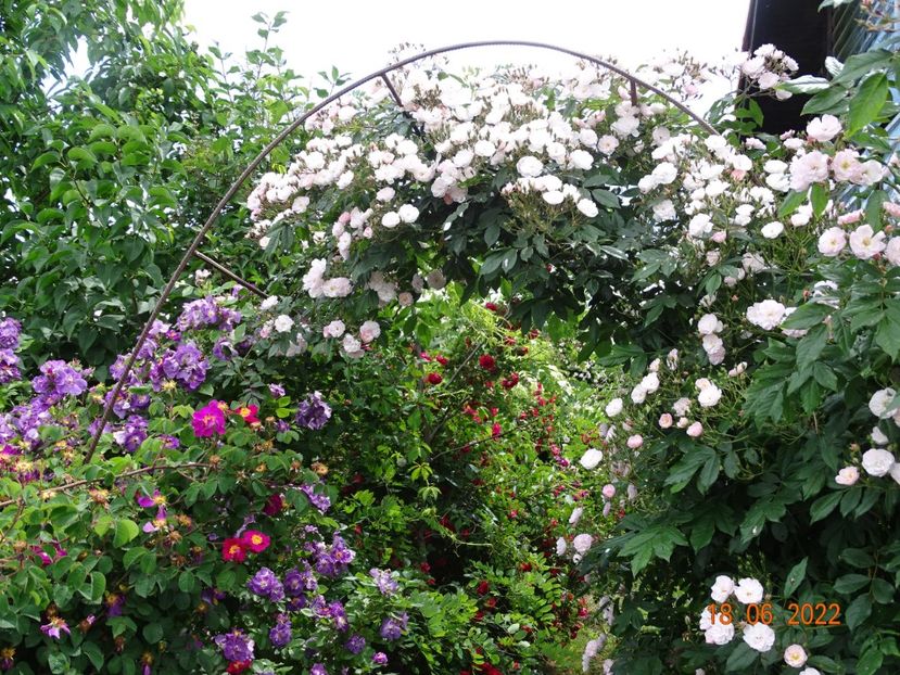  - Trandafiri 2022 2
