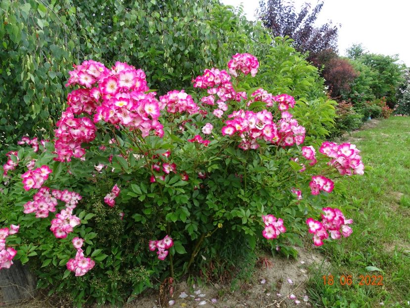  - Trandafiri 2022 2