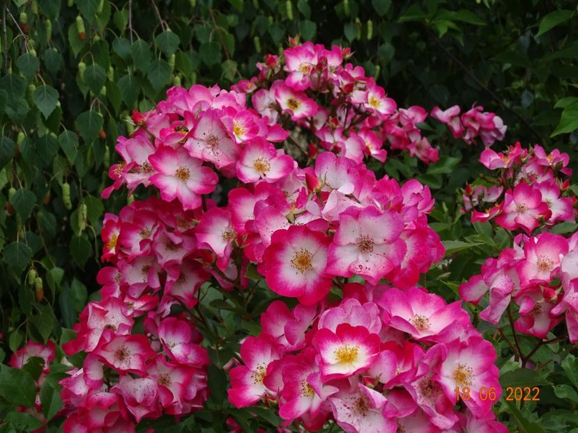  - Trandafiri 2022 2