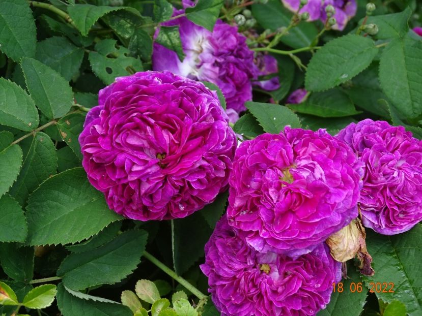 - Trandafiri 2022 2