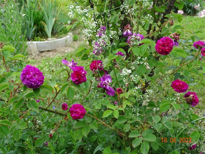 - Trandafiri 2022 2
