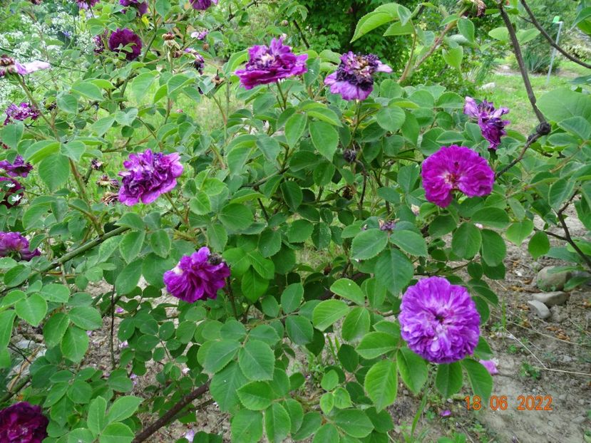  - Trandafiri 2022 2