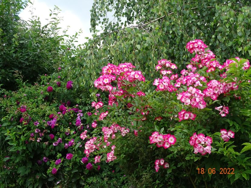  - Trandafiri 2022 2