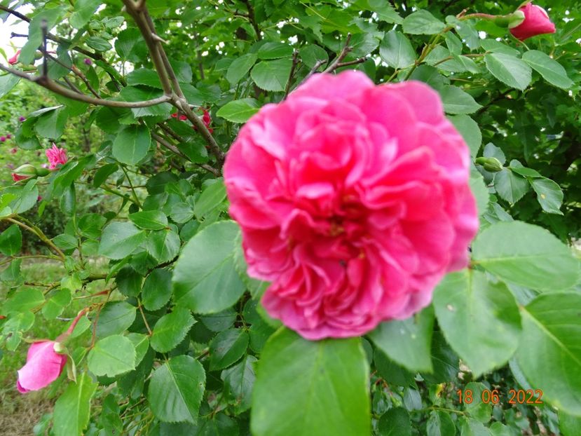  - Trandafiri 2022 2