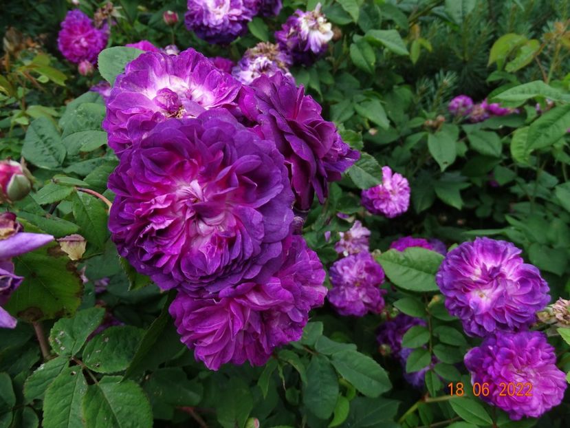  - Trandafiri 2022 2