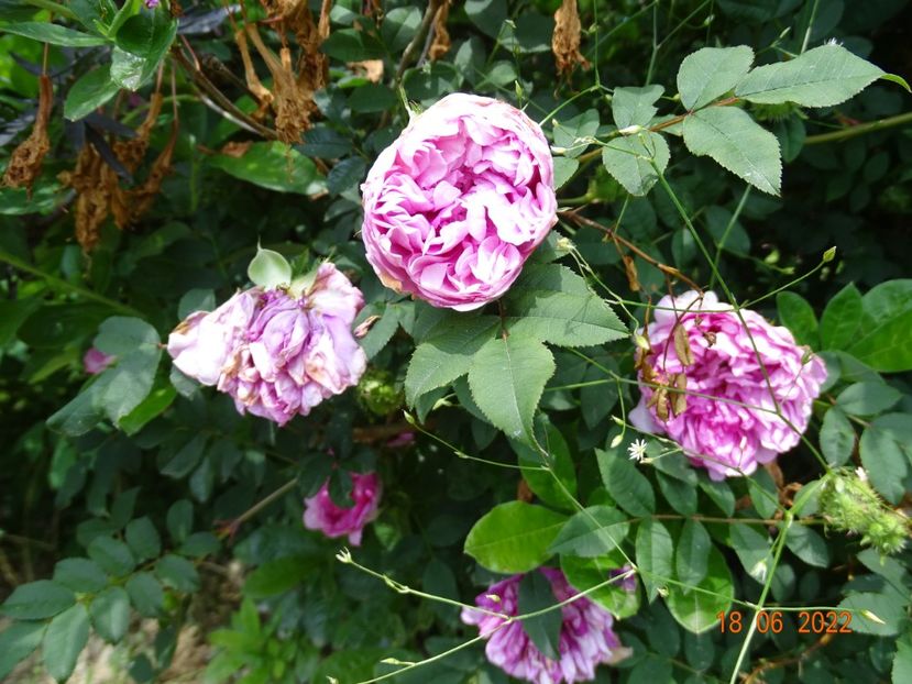  - Trandafiri 2022 2