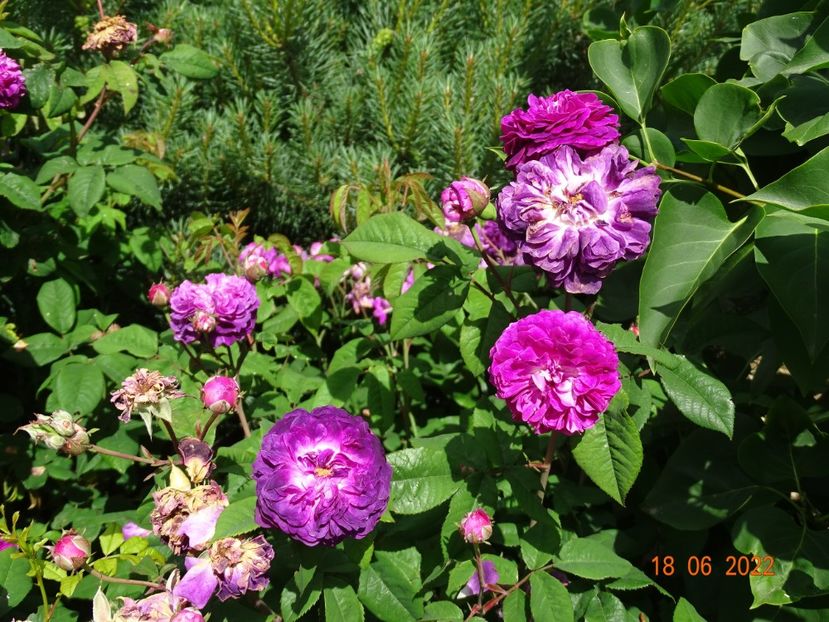  - Trandafiri 2022 2