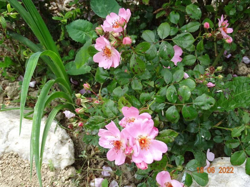  - Trandafiri 2022 2
