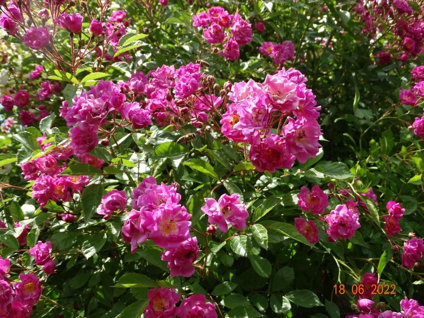  - Trandafiri 2022 2