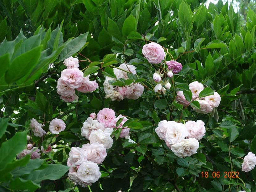  - Trandafiri 2022 2