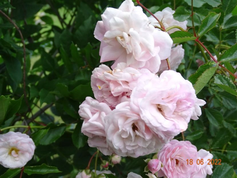  - Trandafiri 2022 2
