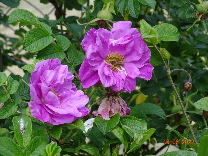  - Trandafiri 2022 2