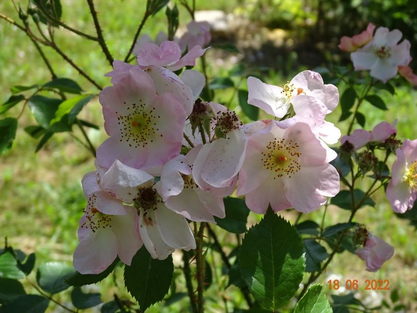  - Trandafiri 2022 2