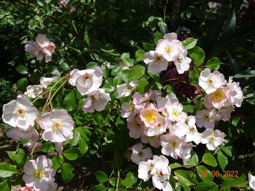  - Trandafiri 2022 2