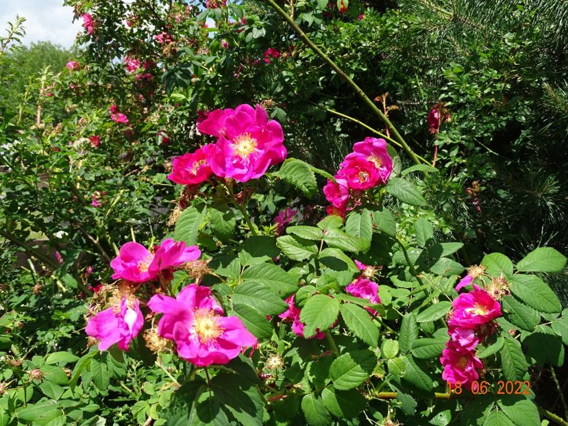  - Trandafiri 2022 2