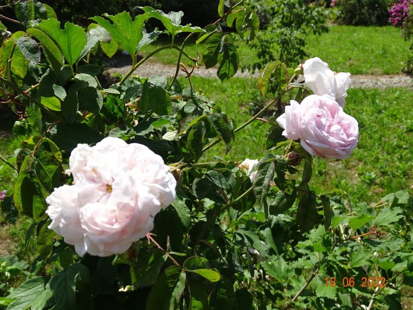  - Trandafiri 2022 2