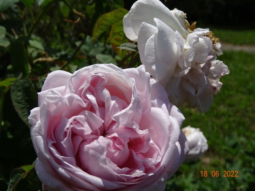  - Trandafiri 2022 2