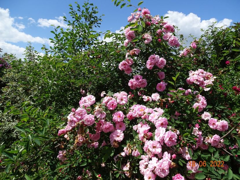  - Trandafiri 2022 2