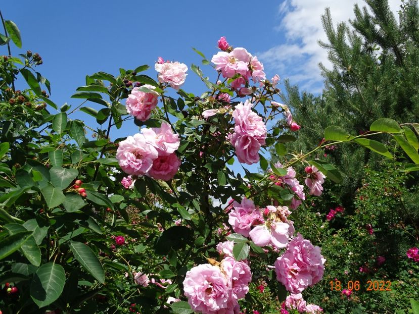  - Trandafiri 2022 2
