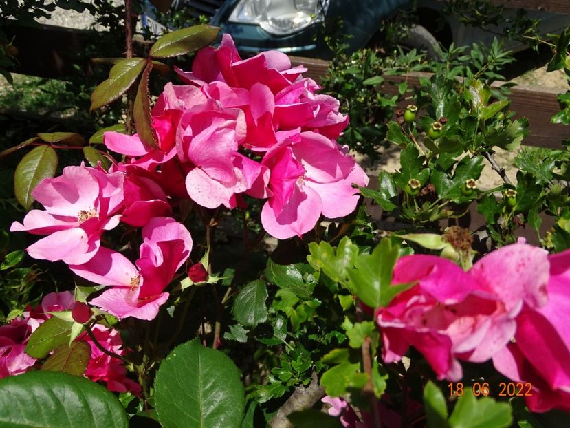  - Trandafiri 2022 2
