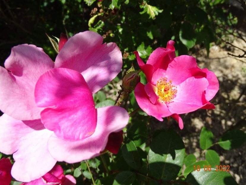  - Trandafiri 2022 2