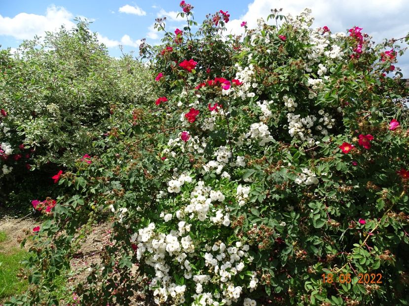  - Trandafiri 2022 2