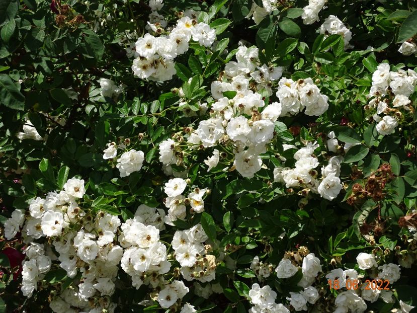  - Trandafiri 2022 2