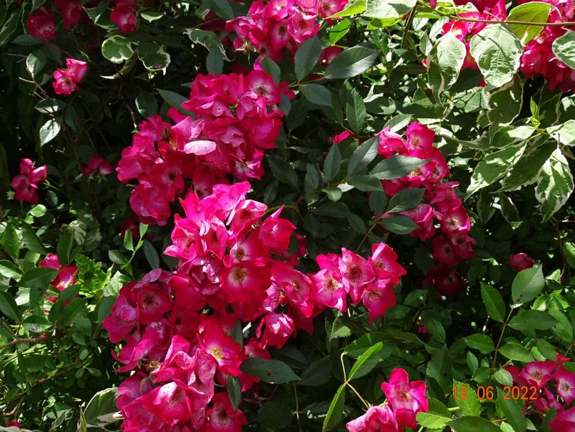  - Trandafiri 2022 2