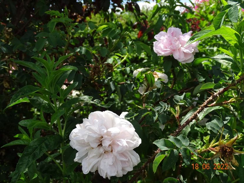  - Trandafiri 2022 2