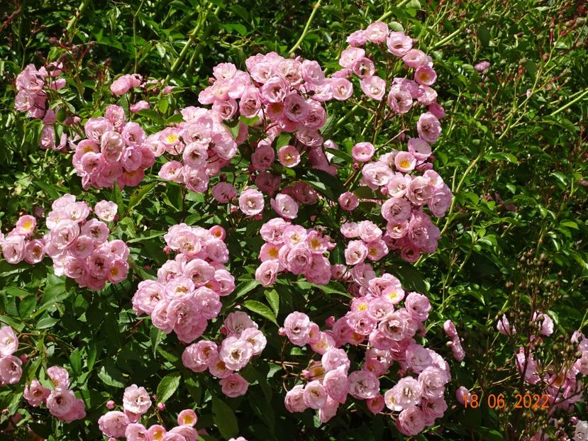  - Trandafiri 2022 2