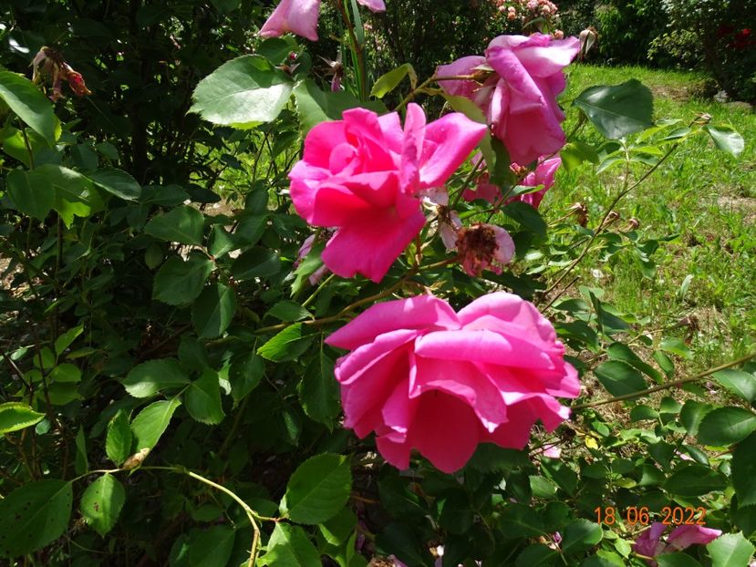  - Trandafiri 2022 2