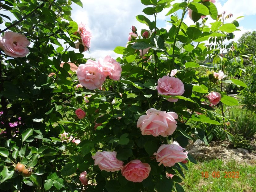  - Trandafiri 2022 2