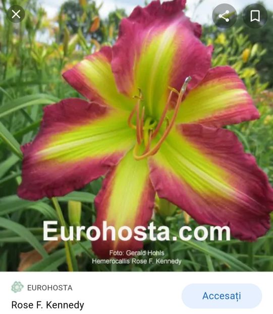  - Hemerocallis achiziții 2022