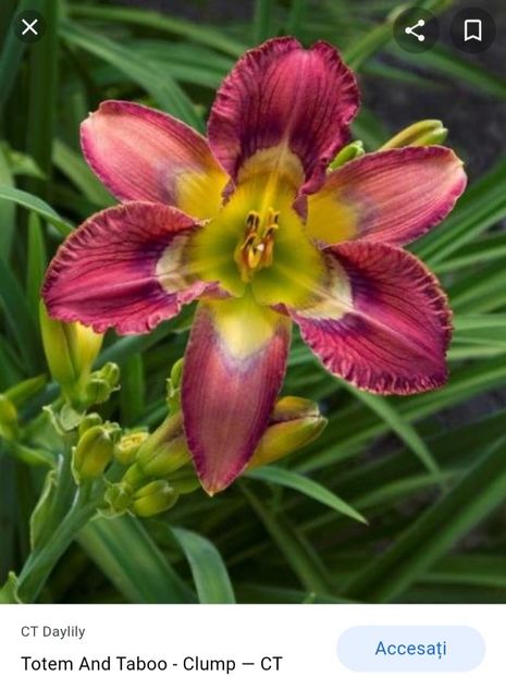  - Hemerocallis achiziții 2022