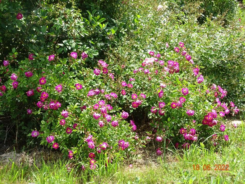  - Trandafiri 2022 2