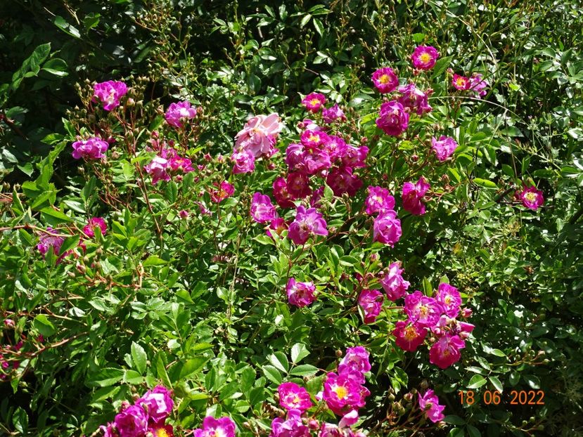  - Trandafiri 2022 2
