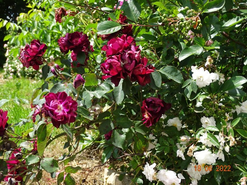  - Trandafiri 2022 2